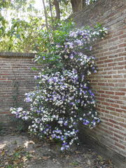 Brunfelsia australis