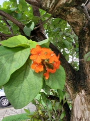 Cordia sebestena