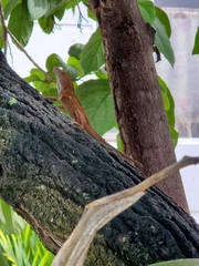 Anolis cristatellus
