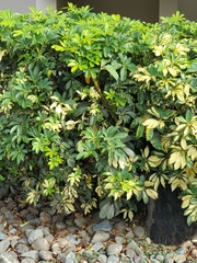 Heptapleurum arboricola
