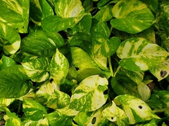 Epipremnum aureum
