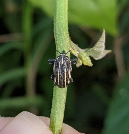 Sternuchopsis hospitus