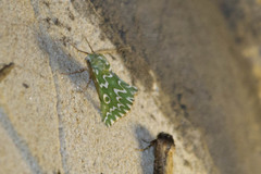 Drepanogynis bifasciata