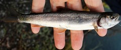 Salvelinus