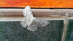 Pingasa abyssiniaria