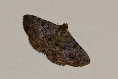 Heteropalpia cortytoides