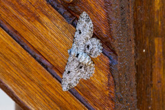 Ascotis reciprocaria