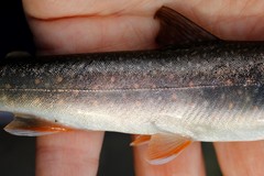 Salvelinus