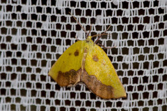 Drepanogynis cambogiaria