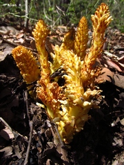 Conopholis alpina