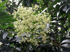 Flindersia bourjotiana