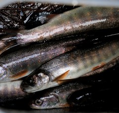 Salvelinus