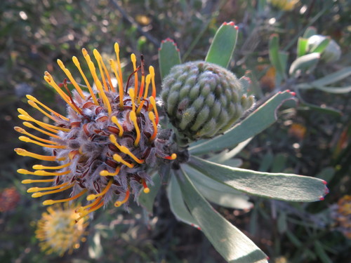 Image of Leucospermum muirii by (c) James Deacon, some rights reserved (CC BY-SA)