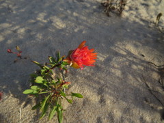 Lampranthus fergusoniae