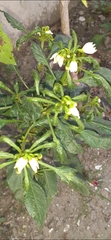 Magnoliopsida
