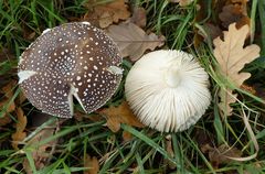 Amanita pantherina