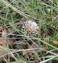 Amanita pantherina