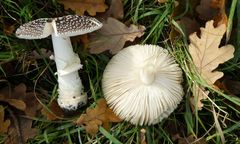 Amanita pantherina