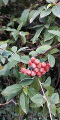 Pyracantha coccinea