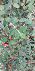 Pyracantha coccinea