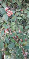 Pyracantha coccinea
