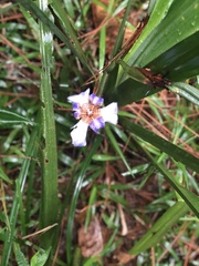 Trimezia coerulea