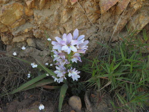 Image of Babiana fourcadei by (c) James Deacon, some rights reserved (CC BY-SA)