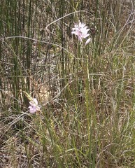 Ixia orientalis