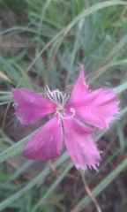 Dianthus zeyheri
