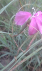 Dianthus zeyheri