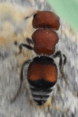 Pseudomethoca oceola