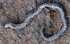 Afrotyphlops schlegelii