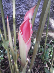 Etlingera