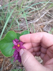 Prestonia erecta