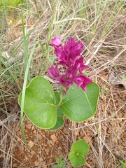 Prestonia erecta