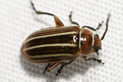 Disonycha conjugata