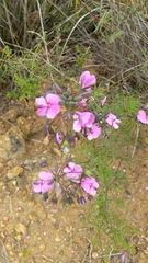 Gompholobium venustum