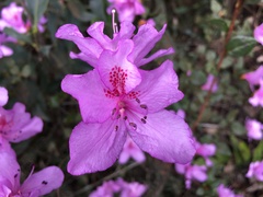 Rhododendron pulchrum phoeniceum