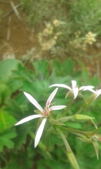 Pelargonium ranunculophyllum