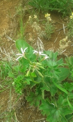 Pelargonium ranunculophyllum