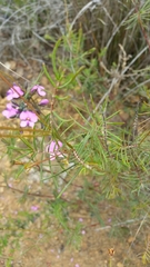 Gompholobium venustum