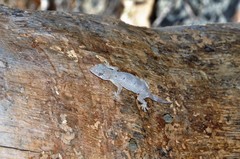 Hemidactylus mercatorius