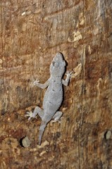 Hemidactylus mercatorius