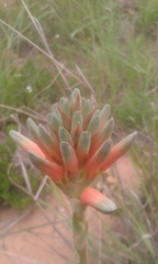 Aloe cooperi