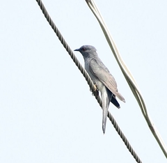 Cacomantis passerinus