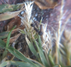 Acromyrmex