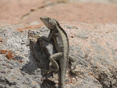 Microlophus koepckeorum