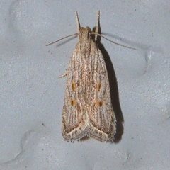 Helcystogramma chambersella