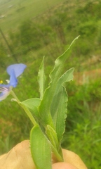 Commelina eckloniana
