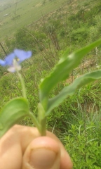 Commelina eckloniana